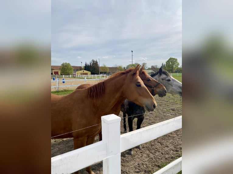 American Quarter Horse Mare 7 years 14,2 hh Sorrel in Osterburg