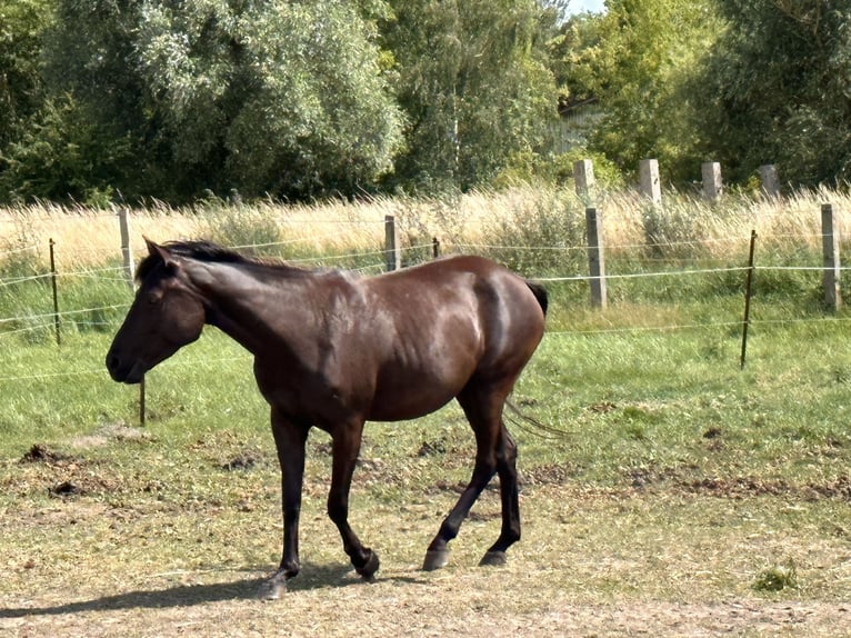 American Quarter Horse Mix Mare 7 years 14.3 hh Black in Möllenhagen