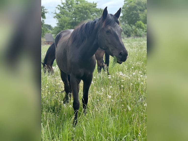 American Quarter Horse Mix Mare 7 years 14.3 hh Black in Möllenhagen