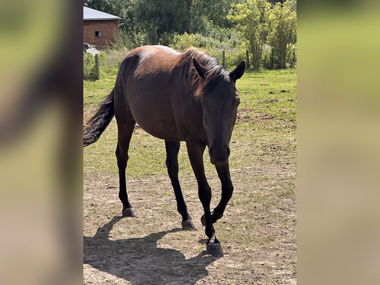American Quarter Horse Mix Mare 7 years 14.3 hh Black in Möllenhagen