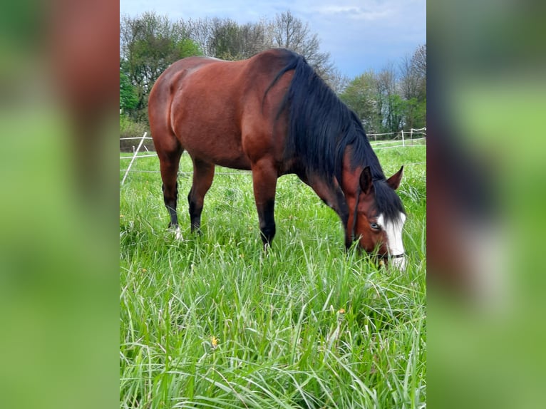 American Quarter Horse Mare 7 years 14,3 hh Brown in Haltern am See