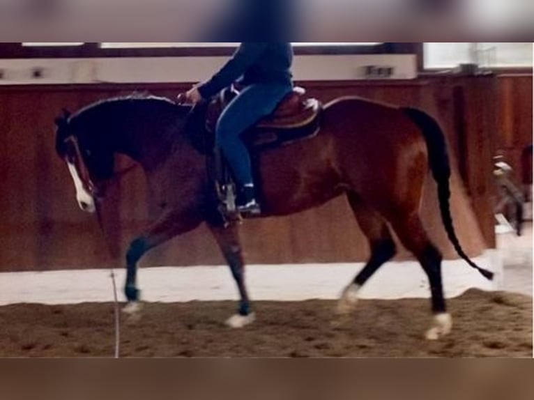 American Quarter Horse Mare 7 years 14,3 hh Brown in Haltern am See