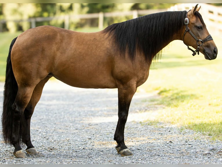 American Quarter Horse Mare 7 years 14,3 hh Buckskin in Staunton