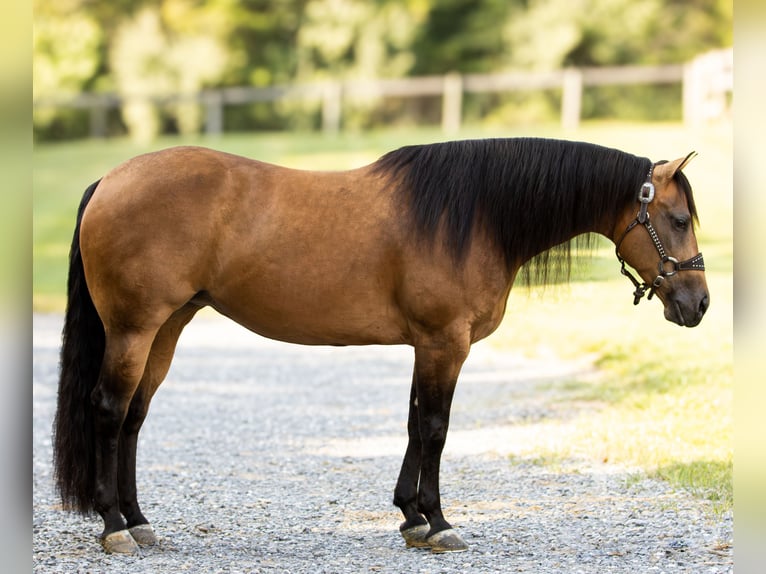 American Quarter Horse Mare 7 years 14,3 hh Buckskin in Staunton