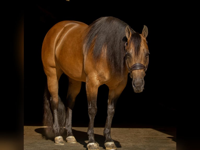 American Quarter Horse Mare 7 years 14,3 hh Buckskin in Staunton