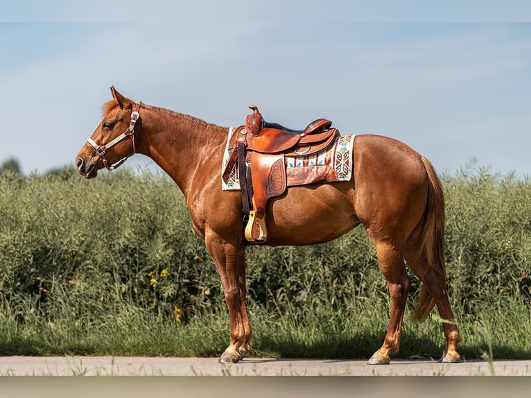 American Quarter Horse Mare 7 years 14,3 hh Chestnut-Red in KerpenKerpen