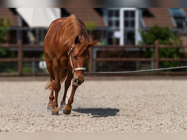 American Quarter Horse Mare 7 years 14,3 hh Chestnut-Red in KerpenKerpen