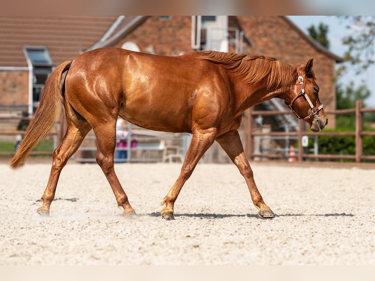 American Quarter Horse Mare 7 years 14,3 hh Chestnut-Red in KerpenKerpen