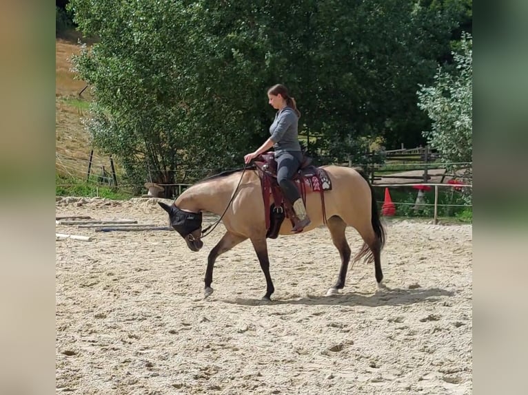 American Quarter Horse Mare 7 years 14,3 hh Dun in Schärding Vorstadt