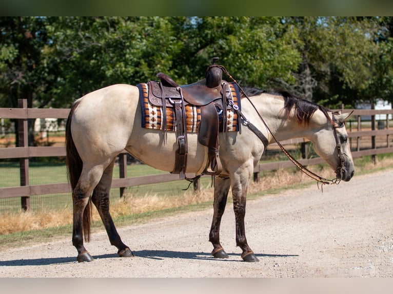 American Quarter Horse Mare 7 years 14,3 hh Dun in Argyle, TX