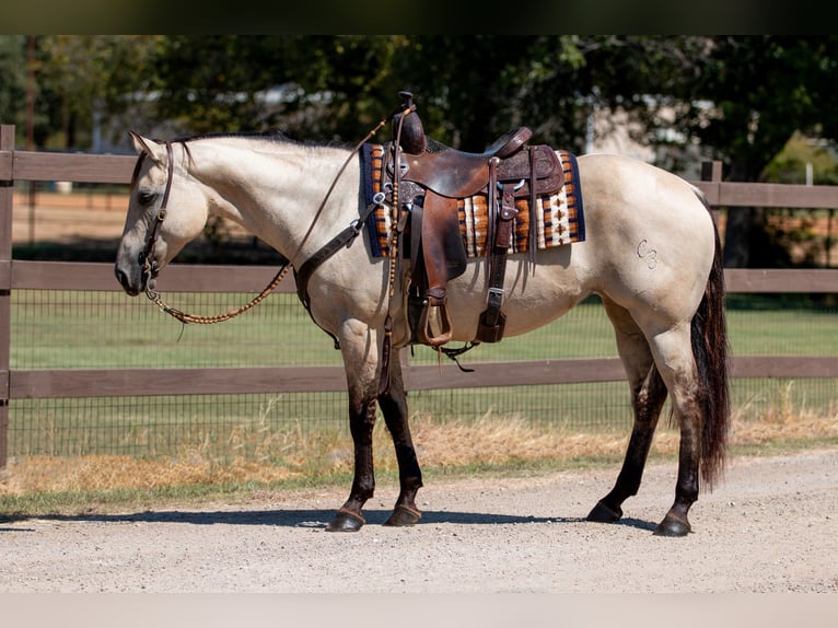 American Quarter Horse Mare 7 years 14,3 hh Dun in Argyle, TX