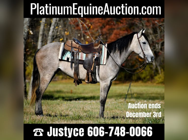 American Quarter Horse Mare 7 years 14,3 hh Gray-Dapple in Carlisle KY