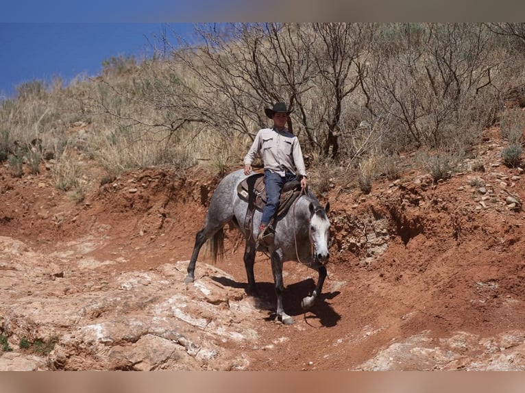 American Quarter Horse Mare 7 years 14,3 hh Grey in Canyon
