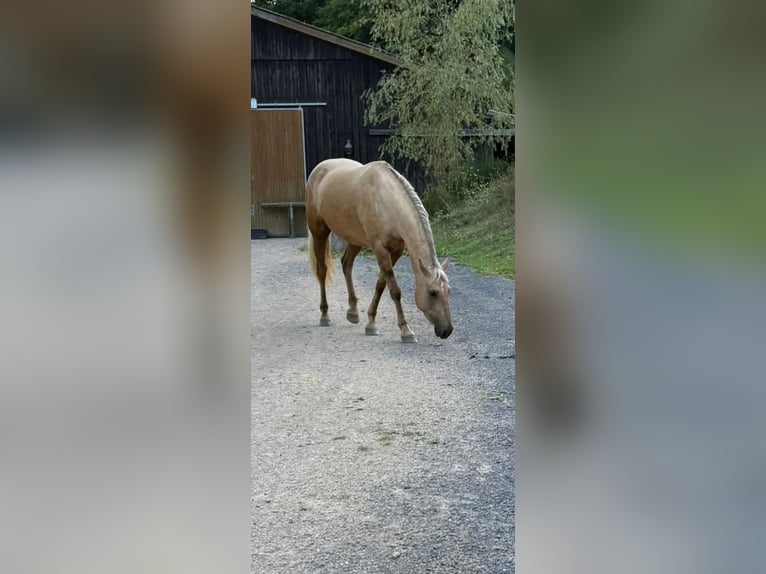 American Quarter Horse Mix Mare 7 years 14.3 hh Palomino in Andernach