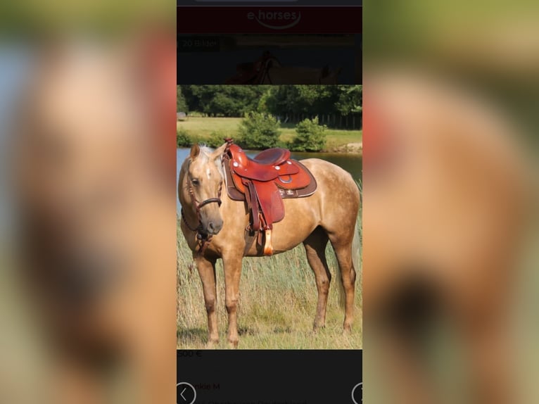 American Quarter Horse Mix Mare 7 years 14.3 hh Palomino in Andernach