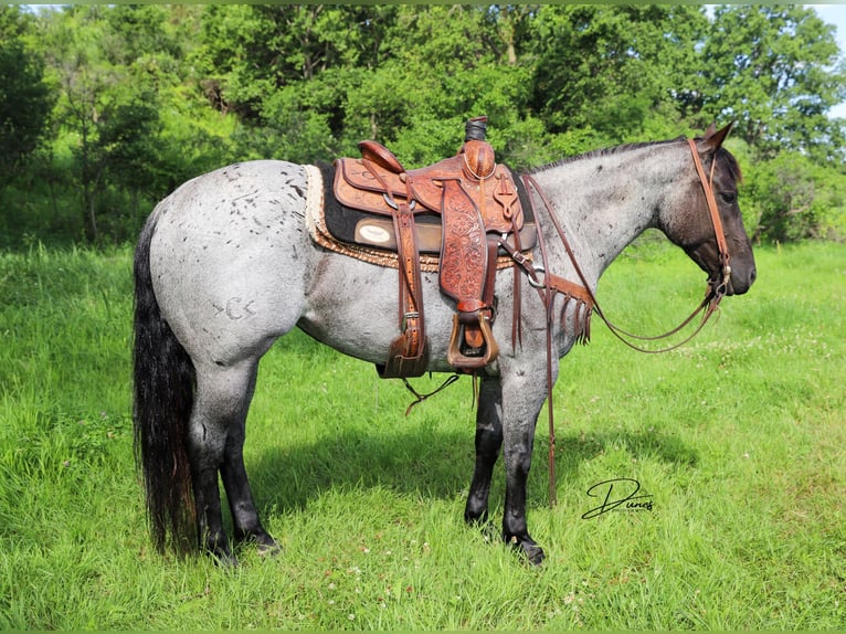 American Quarter Horse Mare 7 years 14,3 hh Roan-Blue in Thedford