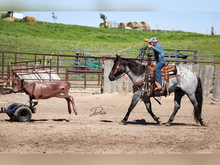 American Quarter Horse Mare 7 years 14,3 hh Roan-Blue in Thedford