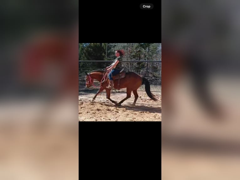 American Quarter Horse Mare 7 years 14 hh Bay in Quitman