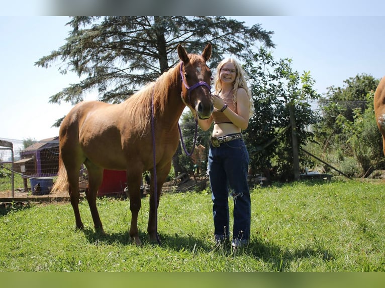 American Quarter Horse Mare 7 years 14 hh Chestnut in Wooster