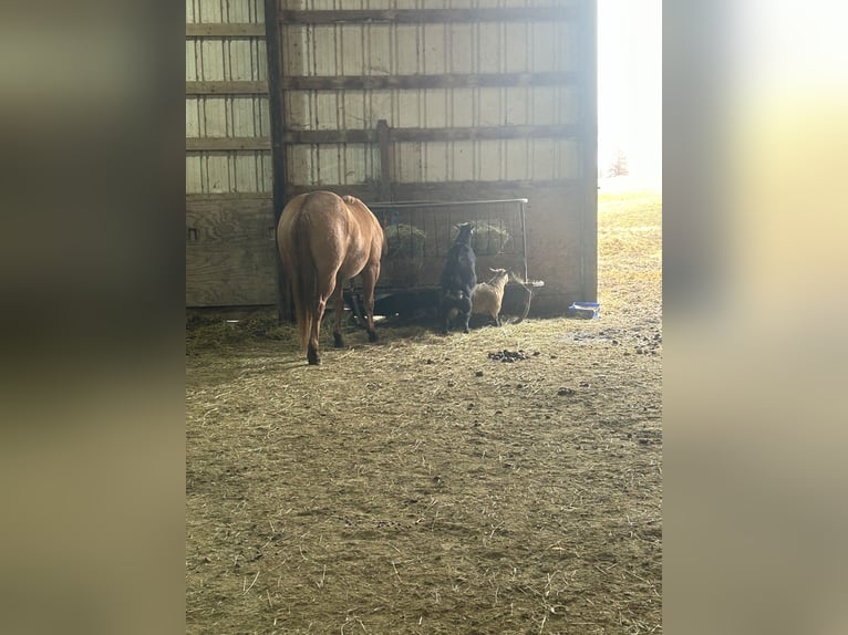 American Quarter Horse Mare 7 years 14 hh Chestnut in Wooster