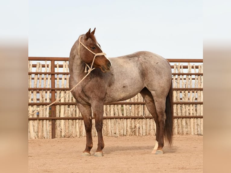 American Quarter Horse Mix Mare 7 years 14 hh Roan-Red in Flagstaff, AZ