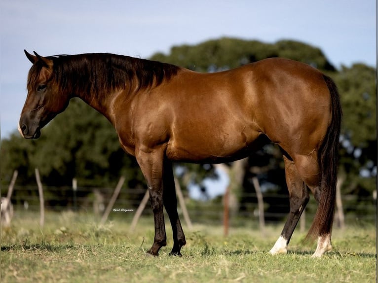 American Quarter Horse Mare 7 years 14,1 hh Bay in Cisco, TX