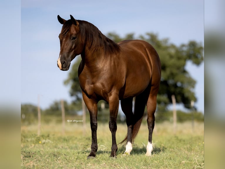 American Quarter Horse Mare 7 years 14,1 hh Bay in Cisco, TX