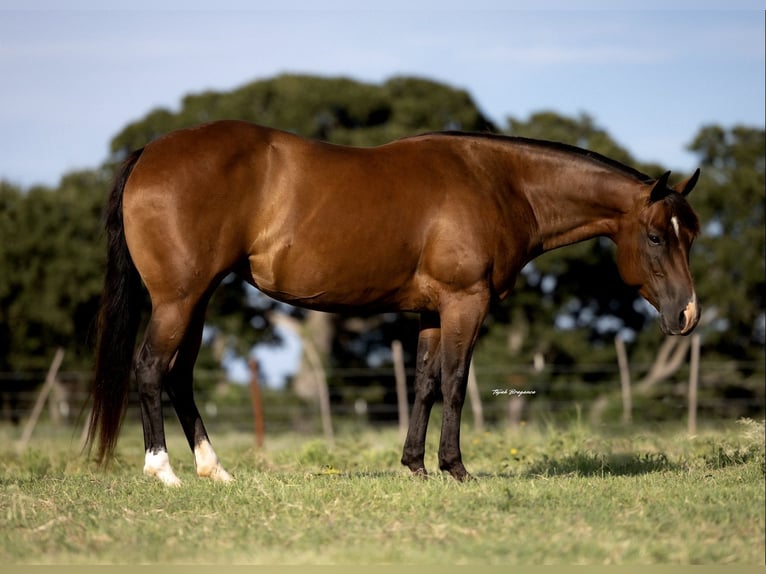 American Quarter Horse Mare 7 years 14,1 hh Bay in Cisco, TX