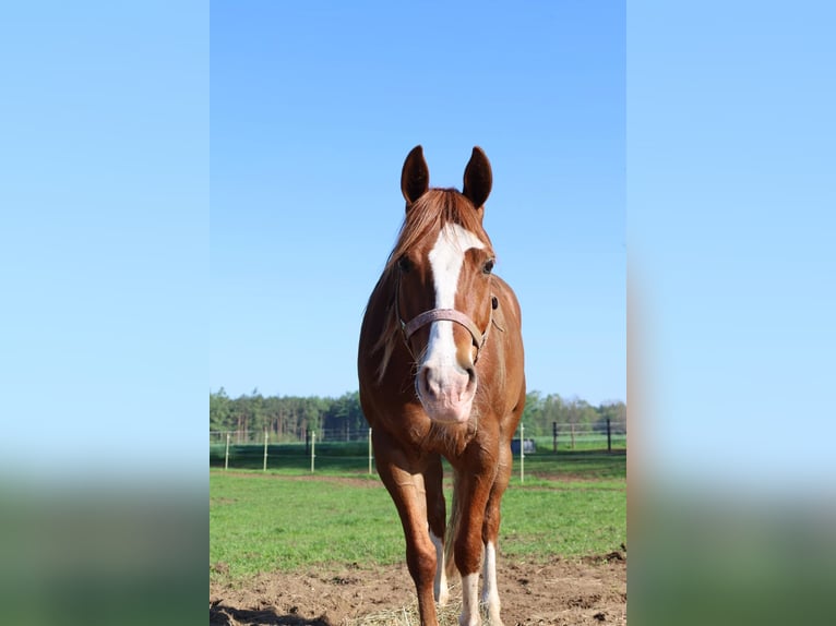 American Quarter Horse Mare 7 years 14,1 hh Chestnut-Red in Kierspe