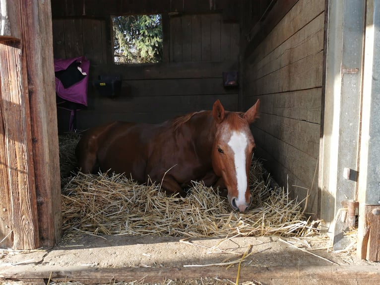 American Quarter Horse Mare 7 years 14,1 hh Chestnut-Red in Schwaikheim