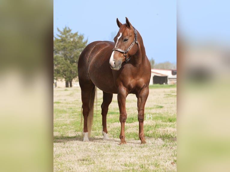 American Quarter Horse Mare 7 years 14,1 hh Chestnut in Terrell, TX