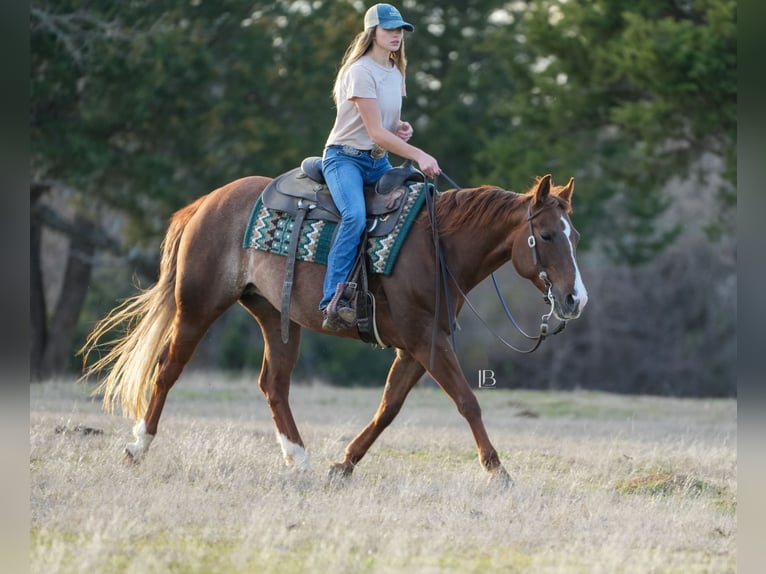 American Quarter Horse Mare 7 years 14,1 hh Chestnut in Terrell, TX