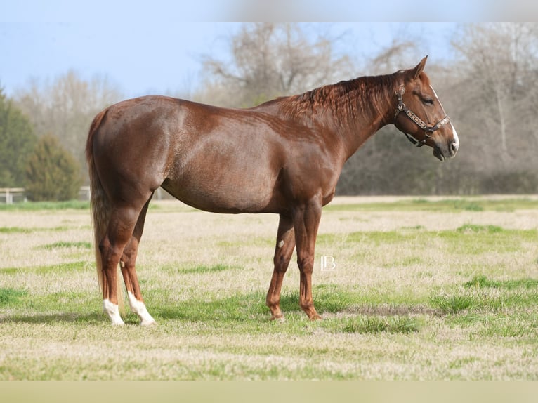 American Quarter Horse Mare 7 years 14,1 hh Chestnut in Terrell, TX