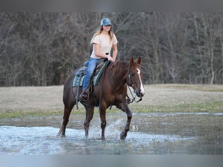American Quarter Horse Mare 7 years 14,1 hh Chestnut in Terrell, TX