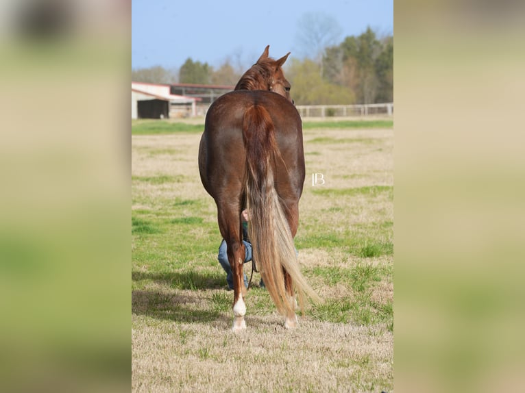 American Quarter Horse Mare 7 years 14,1 hh Chestnut in Terrell, TX