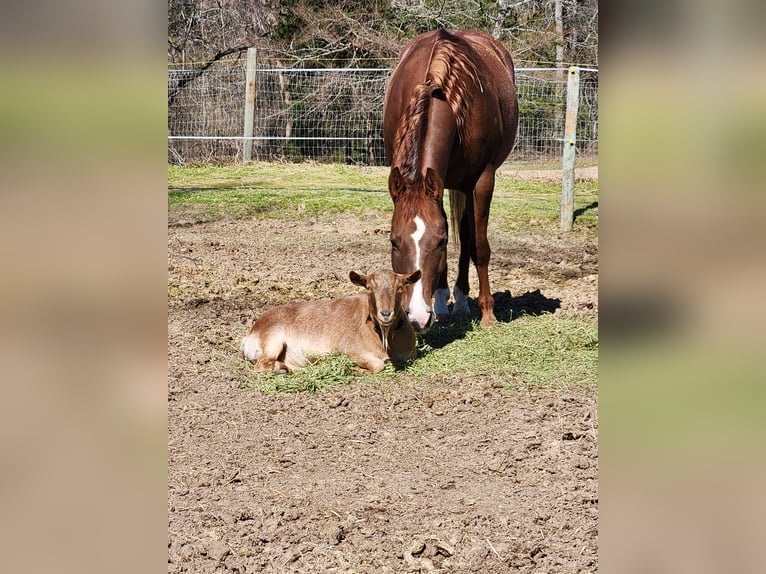 American Quarter Horse Mare 7 years 14,1 hh Chestnut in Terrell, TX