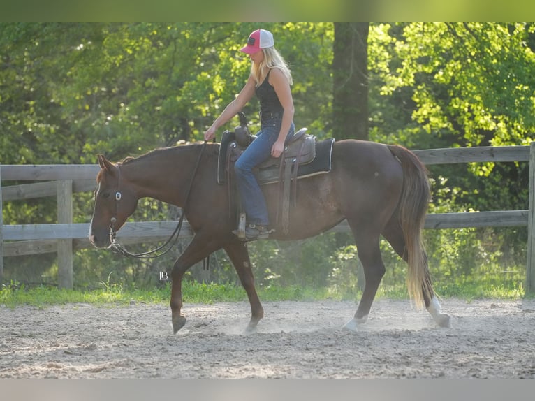 American Quarter Horse Mare 7 years 14,1 hh Chestnut in Terrell, TX
