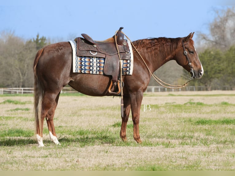American Quarter Horse Mare 7 years 14,1 hh Chestnut in Terrell, TX