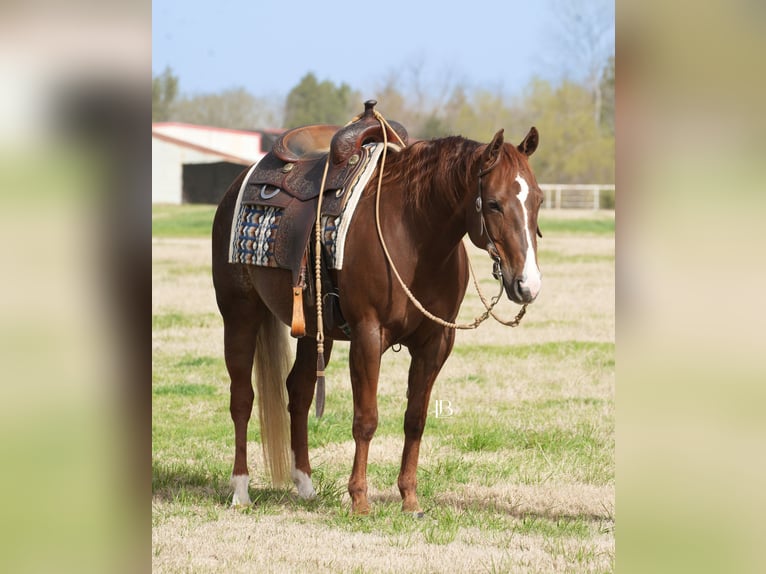 American Quarter Horse Mare 7 years 14,1 hh Chestnut in Terrell, TX