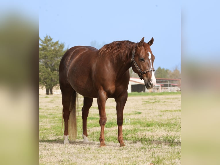 American Quarter Horse Mare 7 years 14,1 hh Chestnut in Terrell, TX