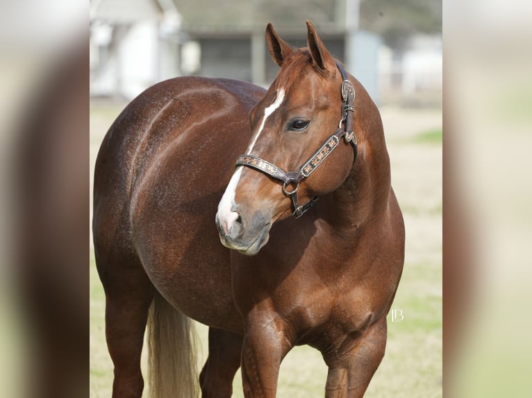 American Quarter Horse Mare 7 years 14,1 hh Chestnut in Terrell, TX