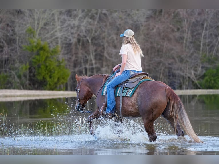 American Quarter Horse Mare 7 years 14,1 hh Chestnut in Terrell, TX