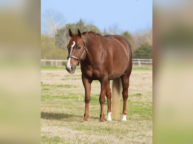 American Quarter Horse Mare 7 years 14,1 hh Chestnut in Terrell, TX