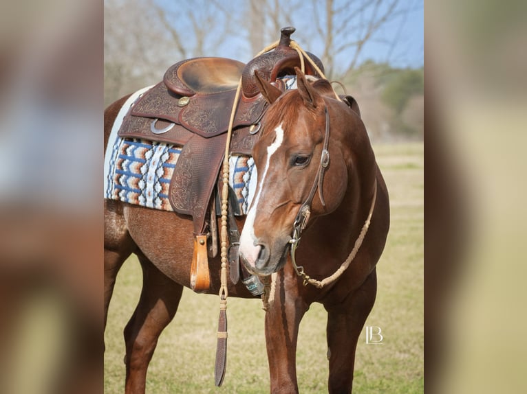 American Quarter Horse Mare 7 years 14,1 hh Chestnut in Terrell, TX