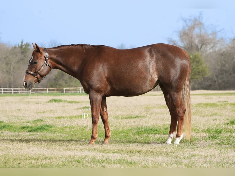 American Quarter Horse Mare 7 years 14,1 hh Chestnut in Terrell, TX