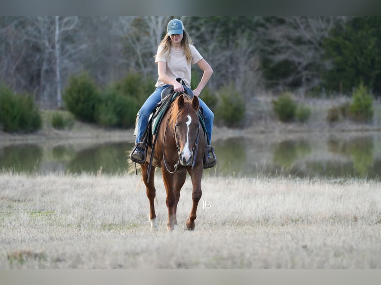 American Quarter Horse Mare 7 years 14,1 hh Chestnut in Terrell, TX