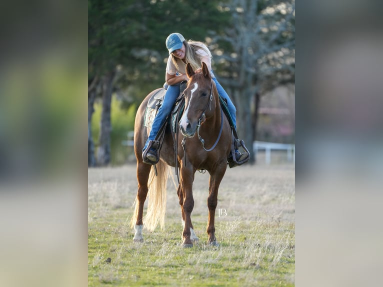 American Quarter Horse Mare 7 years 14,1 hh Chestnut in Terrell, TX