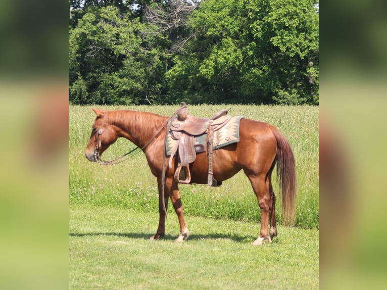 American Quarter Horse Mare 7 years 14,1 hh Sorrel in Brownstown, IL