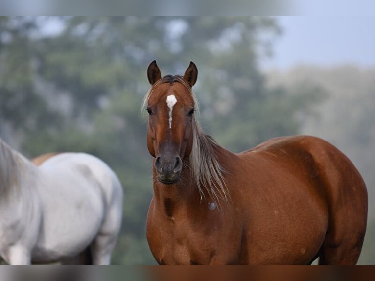 American Quarter Horse Mare 7 years 14,2 hh Bay in Hassleholm