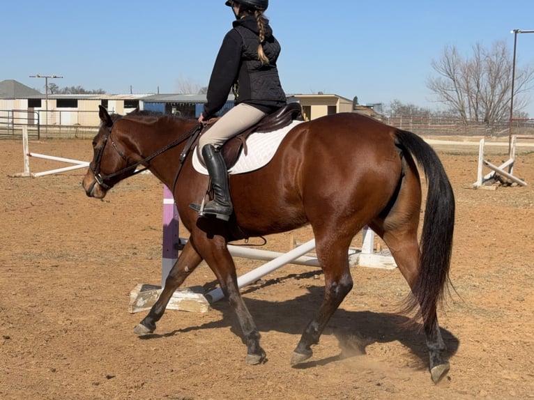 American Quarter Horse Mare 7 years 14,2 hh Bay in Cleburne